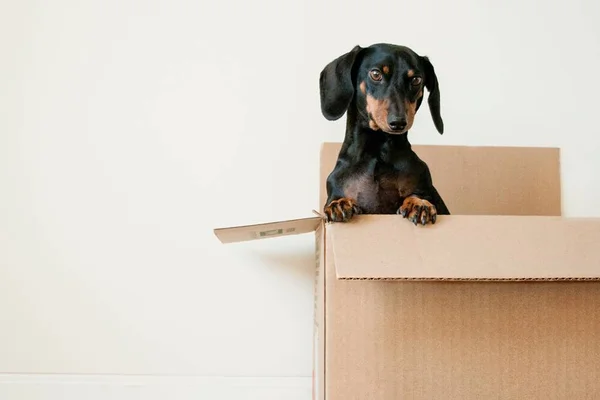Gastos com os pets aumentaram em 2019, aponta pesquisa