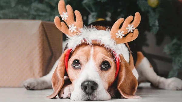 na foto, um cachorro deitado com tiara de chifres de rena em clima natalino