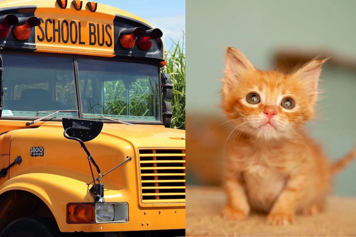 Montagem de imagens de um gato e um ônibus escolar. Motorista foi demitida pelo ocorrido - Metrópoles