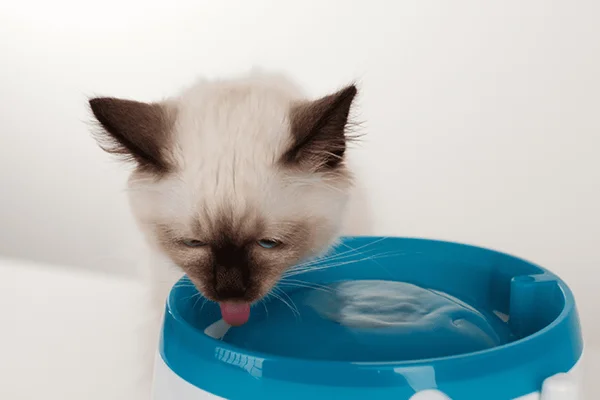 Bebedouro para cachorros e gatos