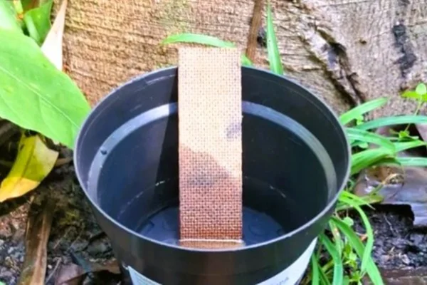 Imagem colorida mostra armadilha feito para os mosquitos - Metrópoles
