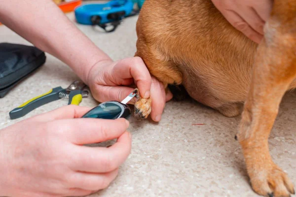 Diabetes em cães e gatos: entenda os sintomas e saiba como tratar