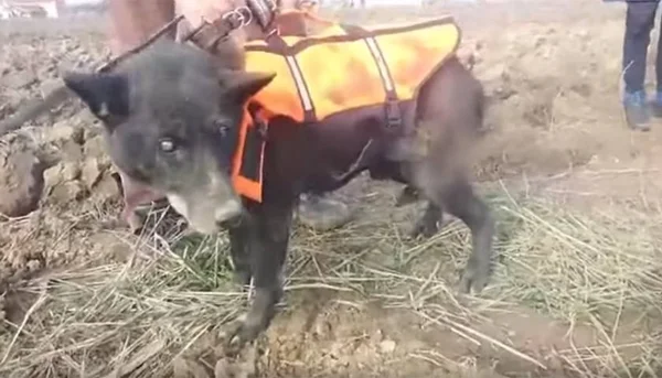 Cão cego é resgatado após passar um mês dentro de poço de 8 metros de profundidade
