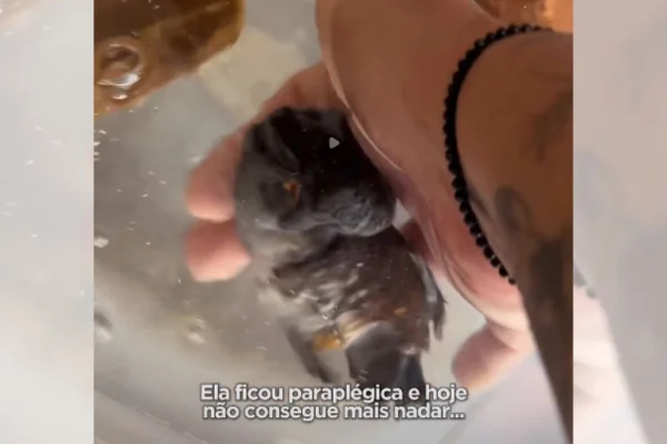 Peixe PCD