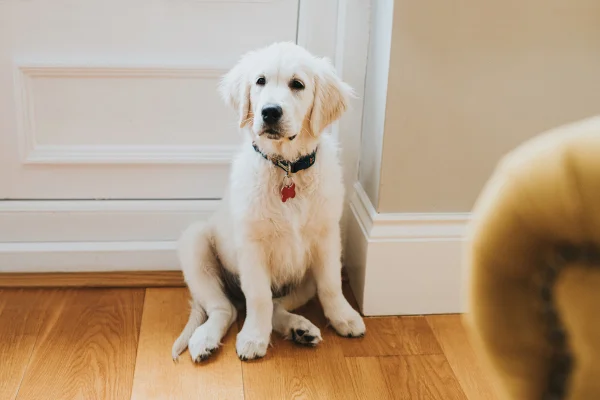 cachorro com quatro meses Cão cachorro - cães