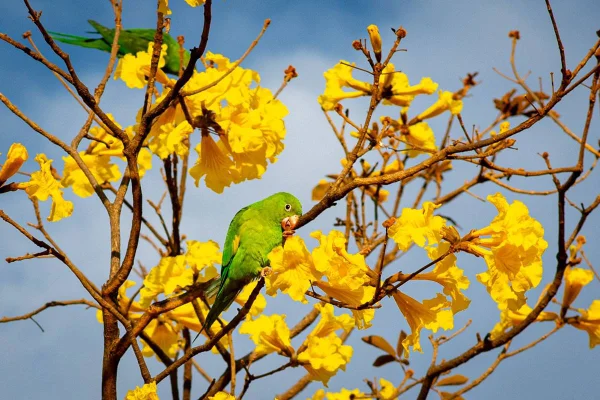 Foto colorida de ipe amarelo em Brasilia