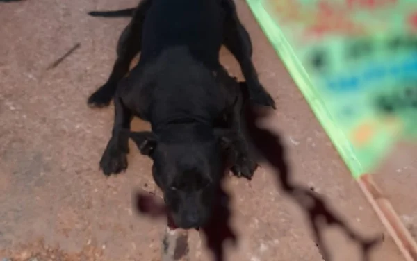 goias pitbull abatido após atacar criança no entorno do df