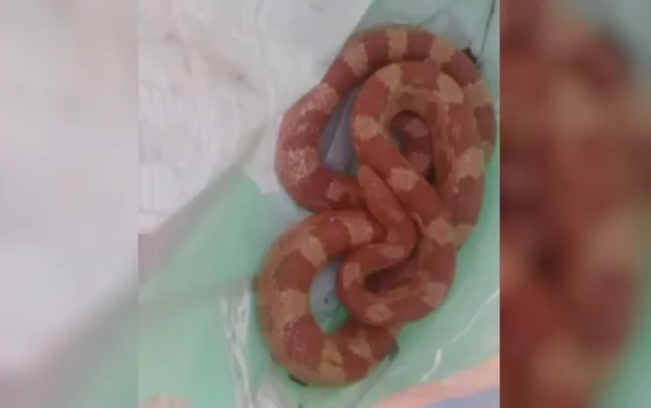 goias cobra exotica no quintal de casa