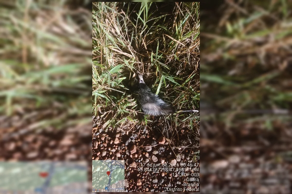 Após "invadir" um supermercado, o saruê, tido como saudável, foi solto no Parque Ecológico Ezequias Heringer, localizado no Guará II Após "invadir" um supermercado, o saruê, tido como saudável, foi solto no Parque Ecológico Ezequias Heringer, localizado no Guará II