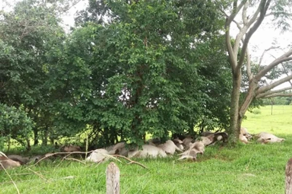 Raio cai em fazenda no interior de São Paulo e mata 84 bois