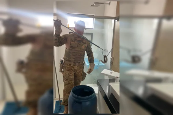 Veneno no trono: Jararaca é encontrada em vaso sanitário no DF