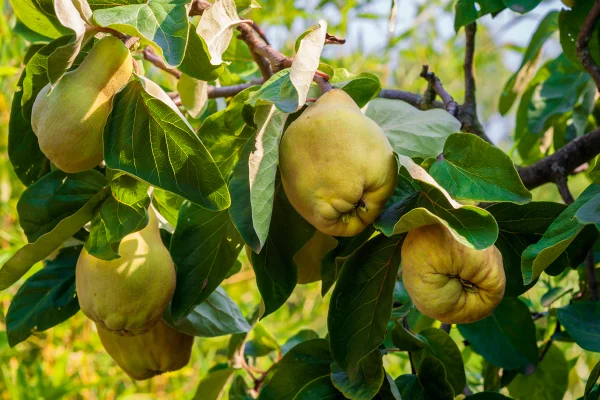 Marmelo fruta