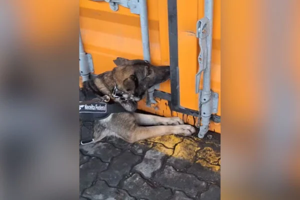 Imagem colorida mostra operação da Receita Federal que terminou com apreensão recorde de cocaína no Porto de Santos - Metrópoles