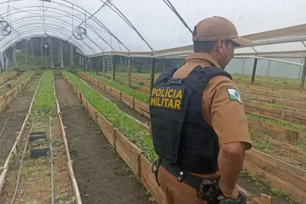 Imagem colorida: policial militar fardado de costas em estufa com plantação de maconha - Metrópoles