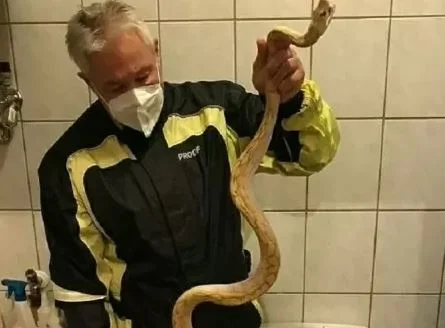 Animal foi encontrado no banheiro de vizinho do dono