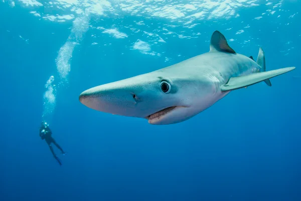 Imagem colorida de um mergulhador acompanhando um tubarão-azul