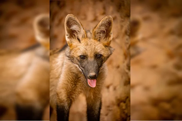Morre, aos 2 anos, Atena, loba-guará mascote do Zoológico de Brasília