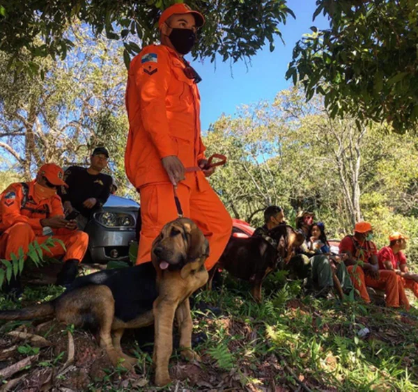 cão farejados com bombeiros