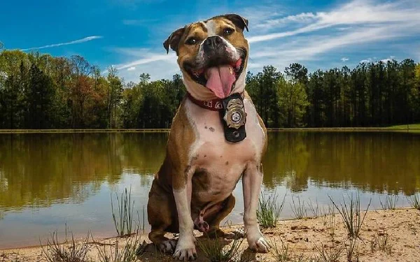 Na foto, um cachorro com distintivo de policial
