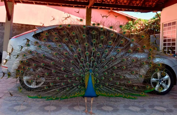 Pavão resgatado vai morar no Palácio do Alvorada após quarentena