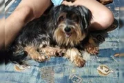 A cadela de estimação fugiu após o portão da casa apresentar um problema no trilho A cadela de estimação fugiu após o portão da casa apresentar um problema no trilho