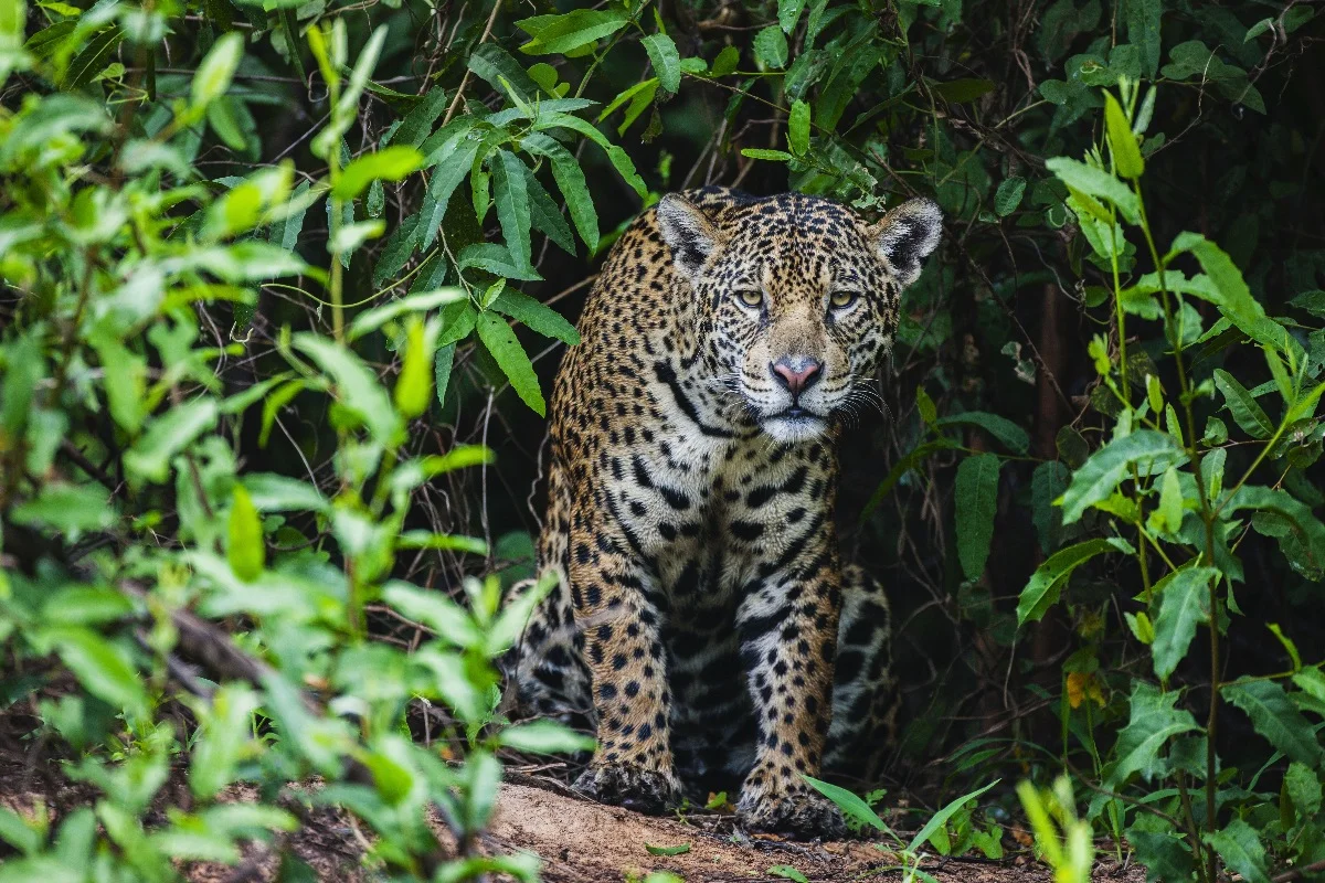 Foto colorida de uma onça-pintada na selva