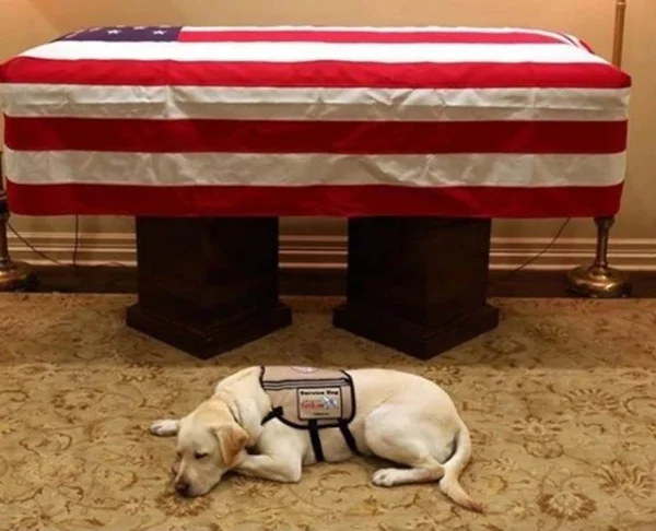 Cão de George H. W. Bush fica ao lado do caixão do ex-presidente