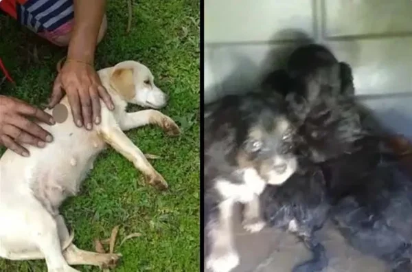 Cadela é baleada e vizinho é suspeito de matar para impedir que ela comesse ovos de galinha