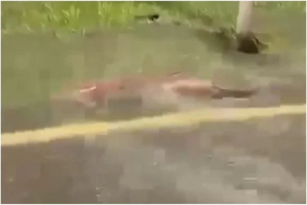 Imagem colorida, peixes flagrados nadando nas ruas de Ipatinga - Metrópoles