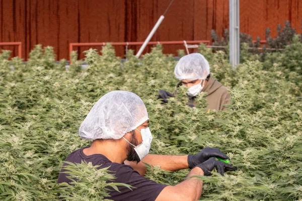 operação cultivo cannabis interior sp associação santa gaia