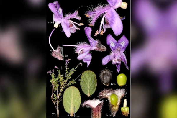 Nova espécie de planta é descoberta na Serra do Espinhaço, em Minas