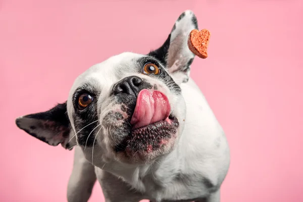 Cachorro comendo guloseimas