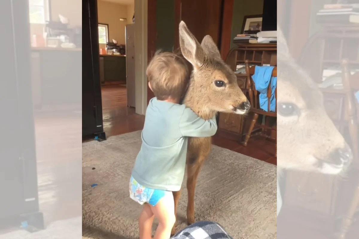 Amizade inusitada entre menino e cerva selvagem comove vizinhos