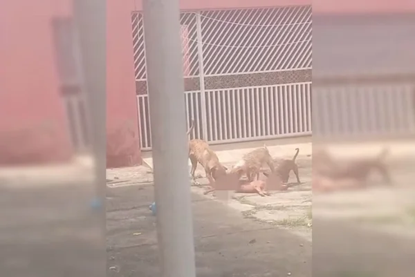 cachorros