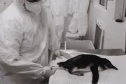 Animal teria se perdido durante período de migração e foi encaminhado a centro de reabilitação para receber cuidados especializados