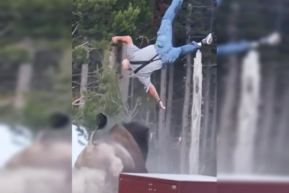 Homem é arremessado por bisão em Yellowstone; idoso fica gravemente ferido