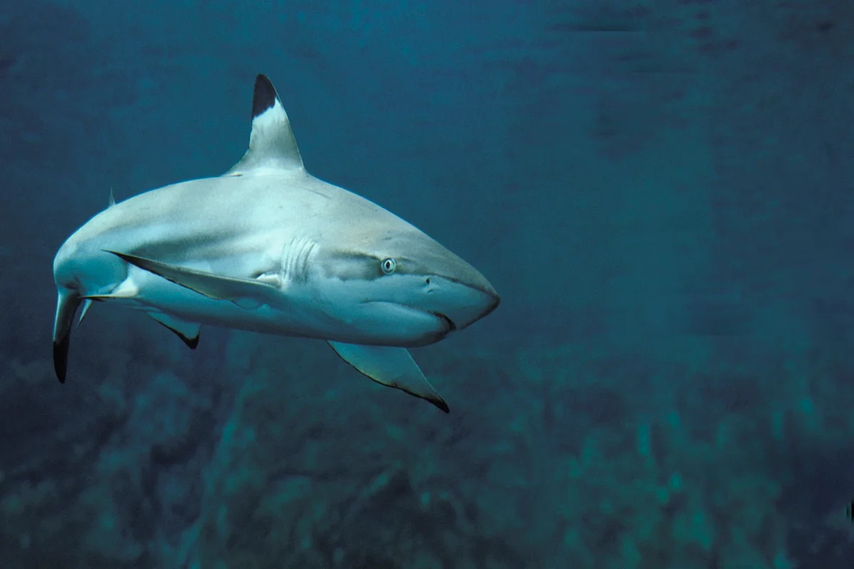 Imagem colorida de tubarão-galha-preta (Carcharhinus limbatus)