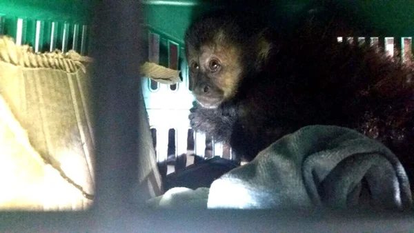 Filhotes de macaco-prego são apreendidos em bagageiro de ônibus em SP