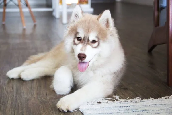 Husky Siberiano