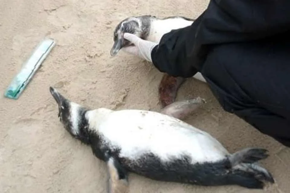 ONG encontra ao menos 70 pinguins mortos em praias de Santa Catarina - imagem 1 ONG encontra ao menos 70 pinguins mortos em praias de Santa Catarina - imagem 1