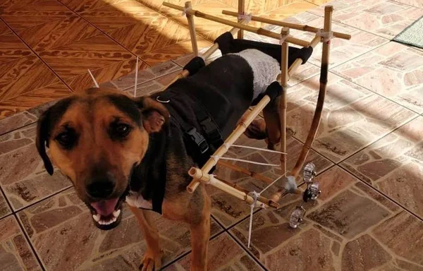 Estudante cria projeto de cadeira de rodas canina de bambu