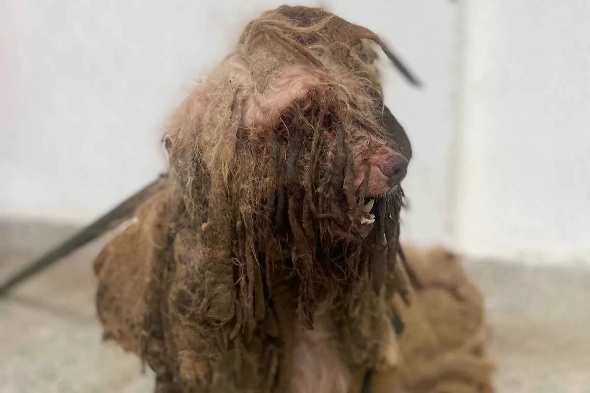 Cachorro Scooby foi resgatado com muito pelo e sem conseguir se locomover, em Fortaleza Cachorro Scooby foi resgatado com muito pelo e sem conseguir se locomover, em Fortaleza