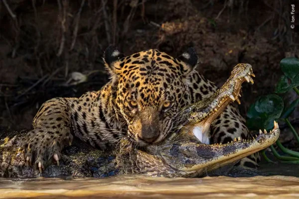 Concurso fotográfico: veja imagens impressionantes da vida selvagem