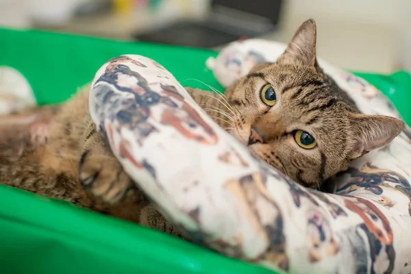 6 dicas para aliviar o estresse dos gatos durante a quarentena