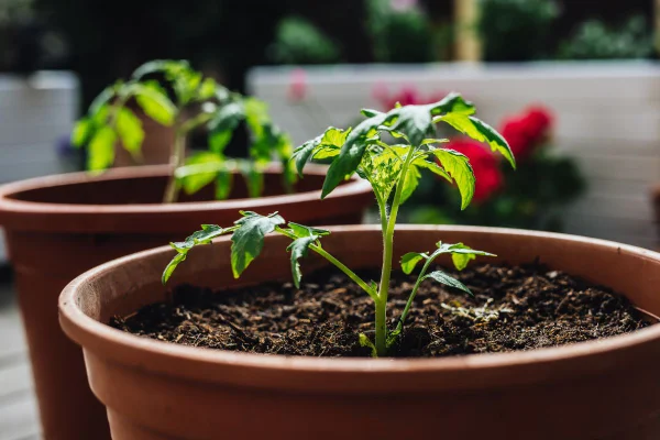 Foto colorida de uma planta - Metrópoles