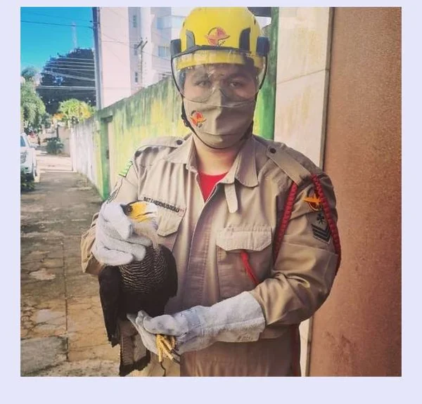 goias carcara resgatado