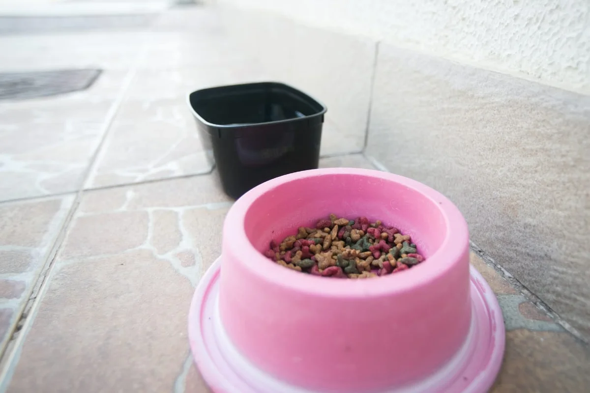 Cerca de três moradores alimentam os gatos de rua Cerca de três moradores alimentam os gatos de rua