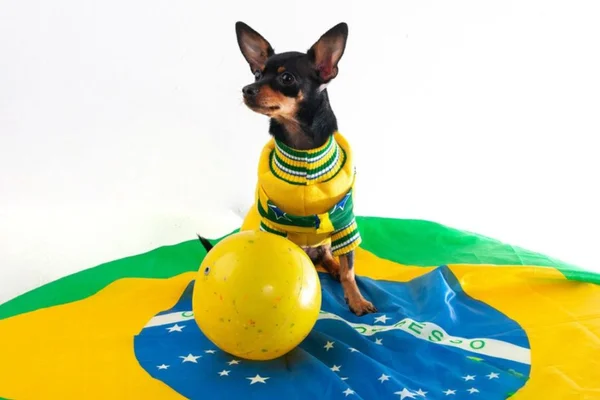 cachorro com roupa do Brasil- metropoles