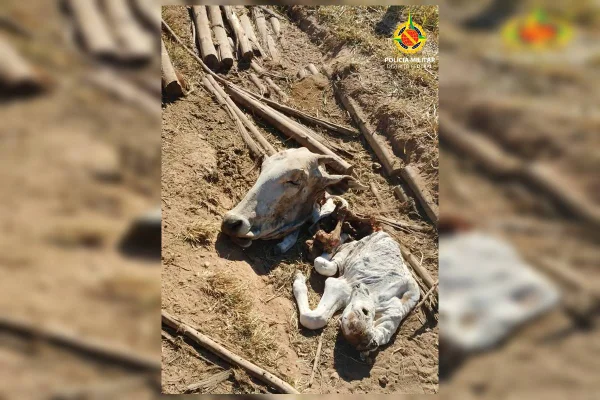 Furto de gado em área rural de Planaltina