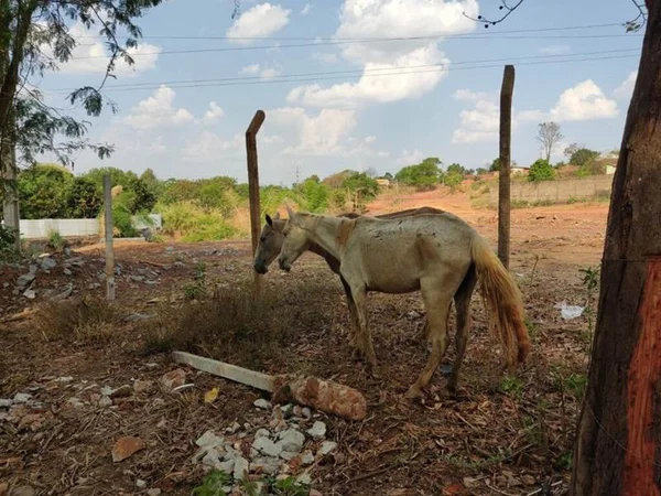 goias abatedouro clandestino